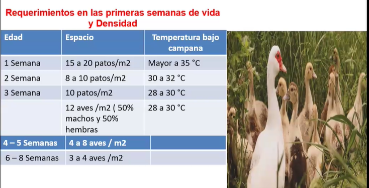 PATOS - 3: SANIDAD, MANEJO DE REPRODUCTORES, BENEFICIO Y ORGANIZACIÓN DE LA PRODUCCIÓN